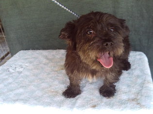 Cairn Terrier Dogs for adoption in Bonifay, MO, USA