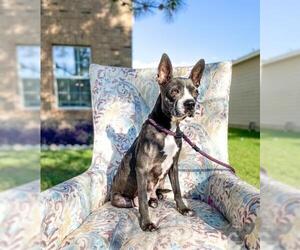 American Boston Bull Terrier Dogs for adoption in Houston, TX, USA