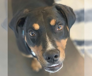 Doberman Pinscher-Unknown Mix Dogs for adoption in Brownsboro, AL, USA