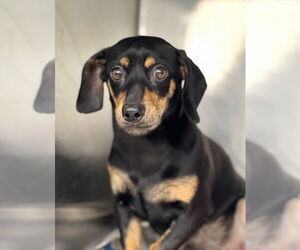 Dachshund-Unknown Mix Dogs for adoption in Canton, CT, USA