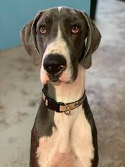 Great Dane Dogs for adoption in Phoenix , AZ, USA