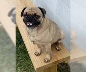 Pug Dogs for adoption in Sistersville, WV, USA