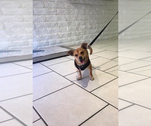 Medium Photo #1 Chiweenie Puppy For Sale in Goodyear, AZ, USA