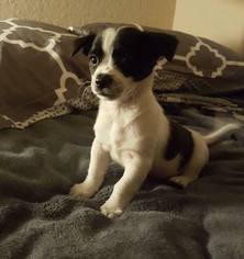 Small Jack Russell Terrier Mix