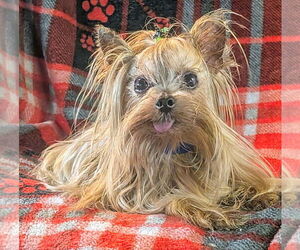 Mutt Dogs for adoption in Bon Carbo, CO, USA