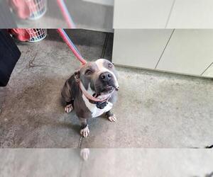 American Staffordshire Terrier-Unknown Mix Dogs for adoption in Tavares, FL, USA