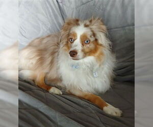 Australian Shepherd Dogs for adoption in Fort Collins, CO, USA