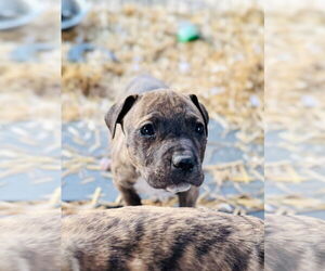 American Pit Bull Terrier Dogs for adoption in Claremore, OK, USA