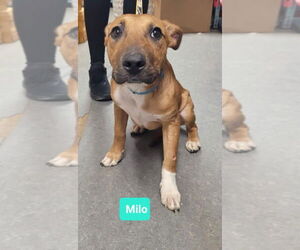 American Pit Bull Terrier-Labrador Retriever Mix Dogs for adoption in Richmond, IN, USA