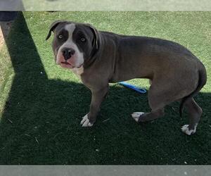 American Pit Bull Terrier-Unknown Mix Dogs for adoption in HESPERIA, CA, USA
