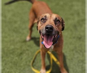 American Pit Bull Terrier-Unknown Mix Dogs for adoption in Las Vegas, NV, USA