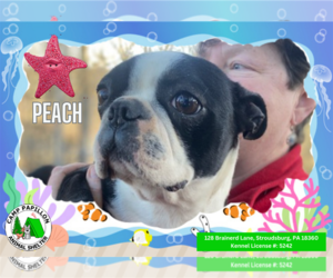Boston Terrier Dogs for adoption in Stroudsburg, PA, USA