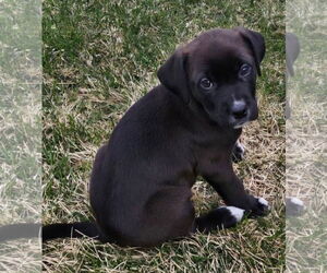 American Pit Bull Terrier-Labrador Retriever Mix Dogs for adoption in Clarkston, MI, USA