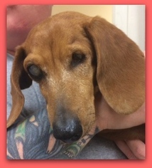 Dachshund Dogs for adoption in Pampa, TX, USA
