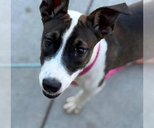 American Pit Bull Terrier-Unknown Mix Dogs for adoption in Tulsa, OK, USA