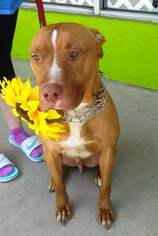 American Pit Bull Terrier Dogs for adoption in CRESCENT CITY, FL, USA