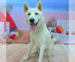 Siberian Husky Dogs for adoption in Long Beach, CA, USA
