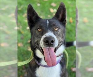 Siberian Husky-Unknown Mix Dogs for adoption in Woodland, CA, USA