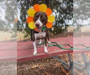 Chipin Dogs for adoption in Fremont, CA, USA