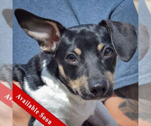 Jack-A-Bee Dogs for adoption in Huntley, IL, USA