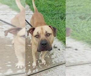 Mastiff-Unknown Mix Dogs for adoption in Fort Lauderdale, FL, USA