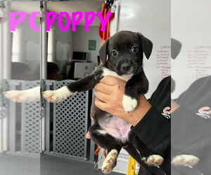 Mutt Dogs for adoption in Mooresville, NC, USA