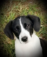 Medium Photo #2 Borador Puppy For Sale in Yardley, PA, USA