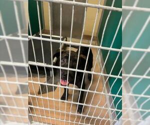 American Pit Bull Terrier-Labrador Retriever Mix Dogs for adoption in Texas City, TX, USA