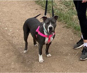 Bulldog-Staffordshire Bull Terrier Mix Dogs for adoption in Evergreen, CO, USA