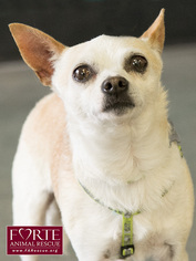 Chihuahua Dogs for adoption in Marina del Rey, CA, USA