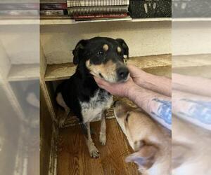 Mutt Dogs for adoption in Louisville, KY, USA