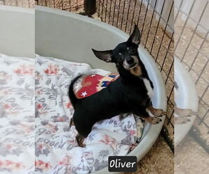 Chihuahua-Unknown Mix Dogs for adoption in Granbury, TX, USA