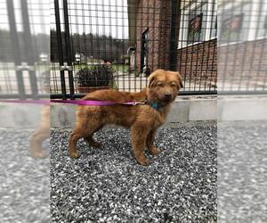 Mutt Dogs for adoption in Columbus, NC, USA