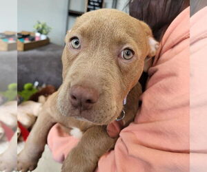 Bullypit Dogs for adoption in Oakhurst, NJ, USA