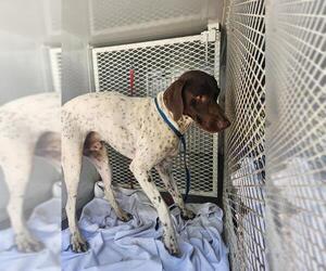 Pointer Dogs for adoption in Bakersfield, CA, USA