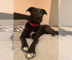Labrador Retriever Dogs for adoption in Bellbrook, OH, USA