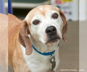 Beagle-Unknown Mix Dogs for adoption in Huntsville, AL, USA