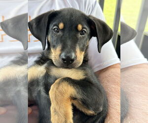 Mutt Dogs for adoption in Garner, NC, USA