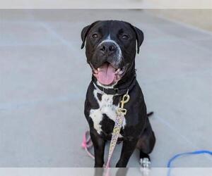 Bulloxer Dogs for adoption in Denver, CO, USA