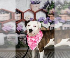 American Pit Bull Terrier Dogs for adoption in Minneapolis, MN, USA