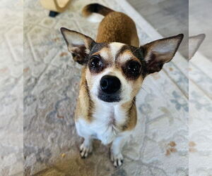 Chihuahua Dogs for adoption in Bellevue, WA, USA