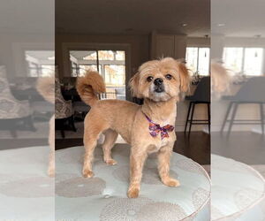 Mutt Dogs for adoption in Arlington, VA, USA