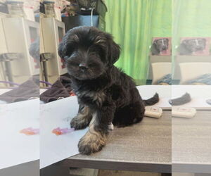 Mutt Dogs for adoption in SHERBURNE, NY, USA