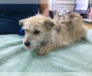 Mutt Dogs for adoption in Riverside, CA, USA