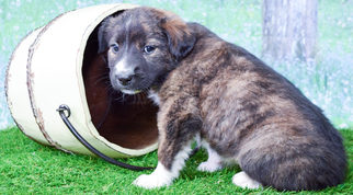 Border Collie Dogs for adoption in Denver, CO, USA