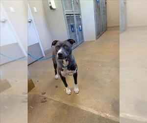 American Pit Bull Terrier Dogs for adoption in Sacramento, CA, USA