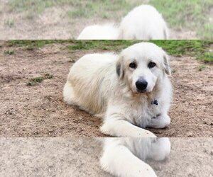 Golden Pyrenees Dogs for adoption in Princeton, MN, USA