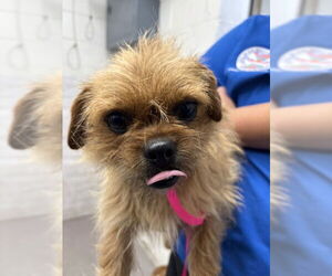 - Mix Dogs for adoption in San Bernardino, CA, USA
