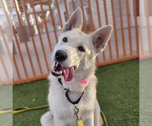 Medium Photo #1 German Shepherd Dog-Unknown Mix Puppy For Sale in Las Vegas, NV, USA