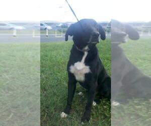 Borador Dogs for adoption in Albemarle, NC, USA